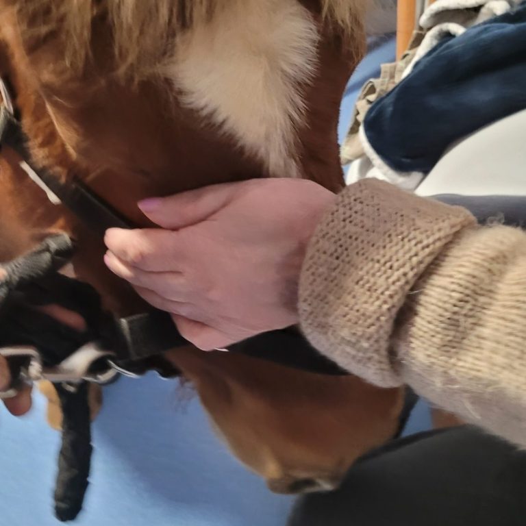 Main d'une personnes âgées en train de mettre sa main sur un poney pour la médiation animale
